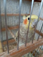 Tutuquşu Korella