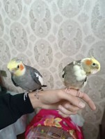 Tutuquşu Korella cütü