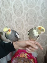 Tutuquşu Korella cütü