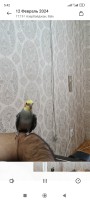 Tutuquşu Korella cütü