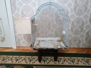 Tutuquşu Korella cütü